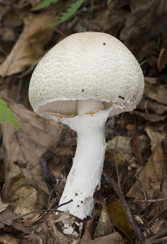 Lepiota ignivolvata